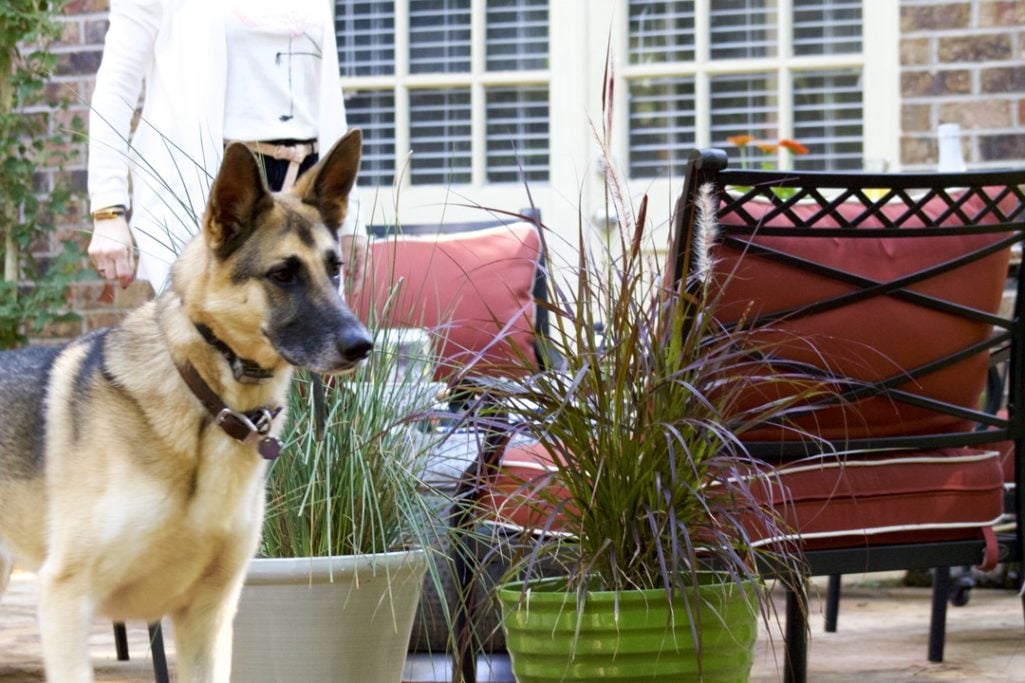 patio set by wayfair