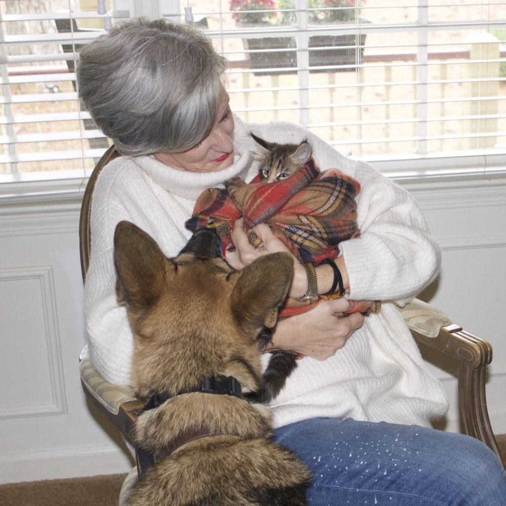 maine coon cats and german shepherds