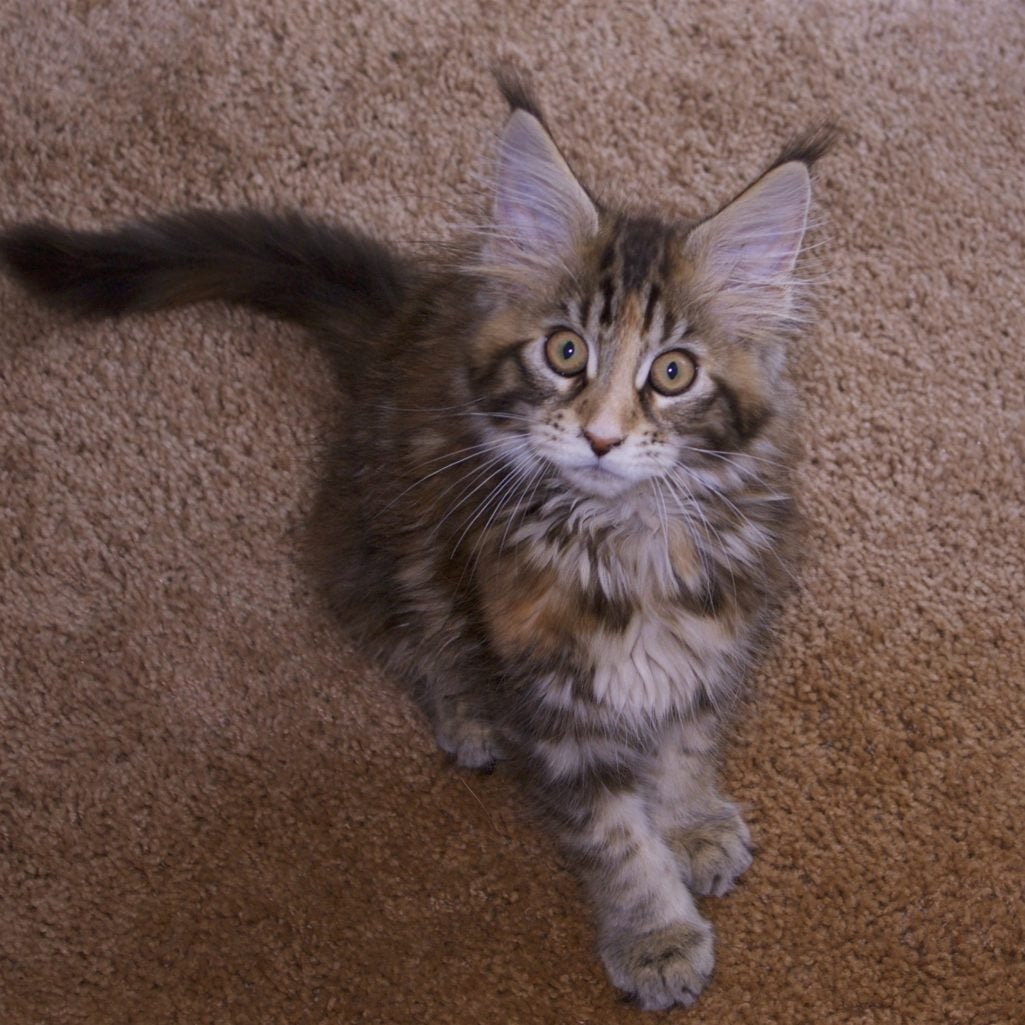 german shepherd, maine coon cat