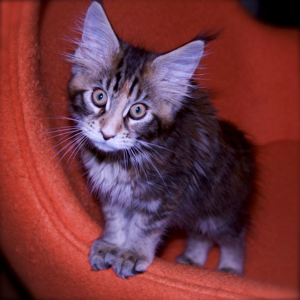 german shepherd, maine coon cat