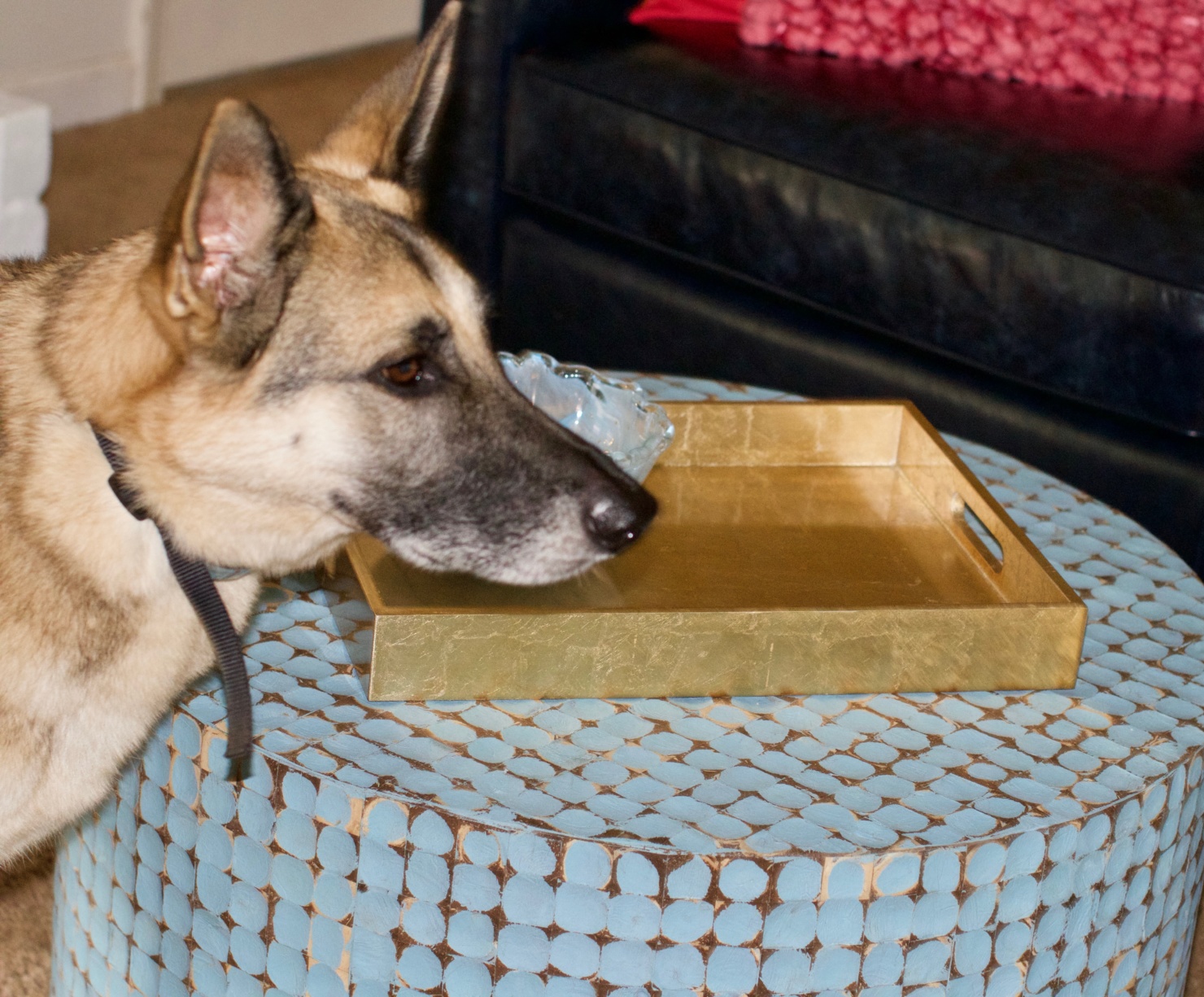 fridays with oscar | salmon rice bowl