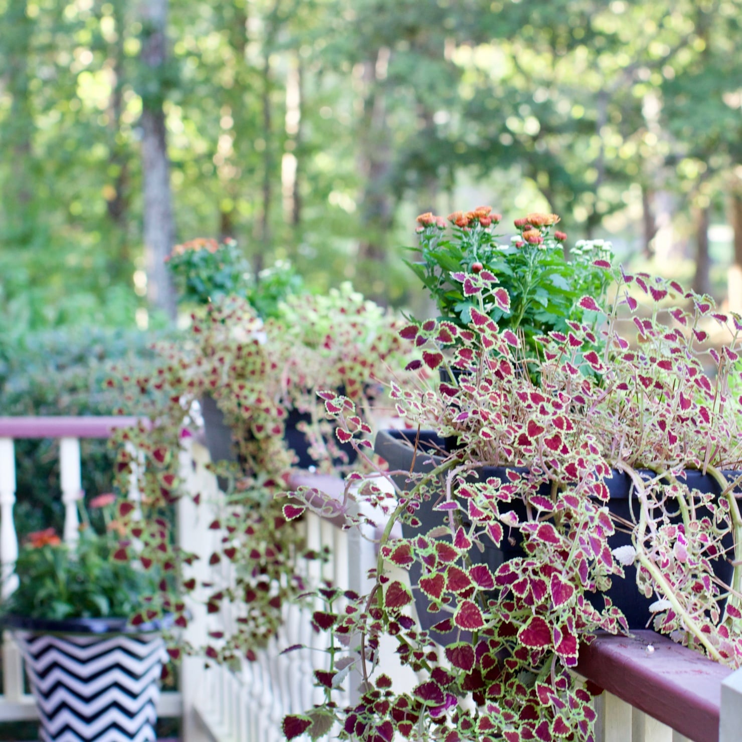 signs of fall
