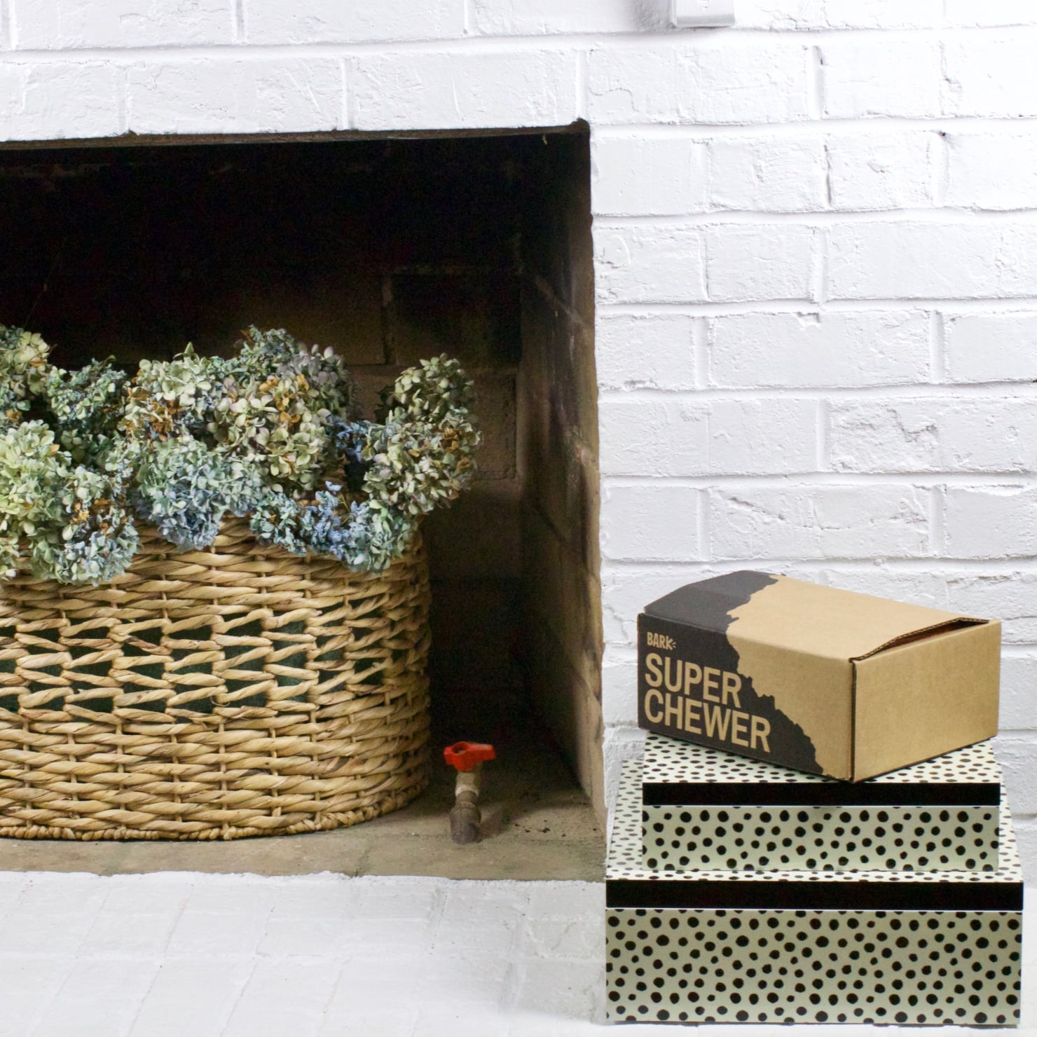 oscar from style at a certain age opens a super chewer barkbox