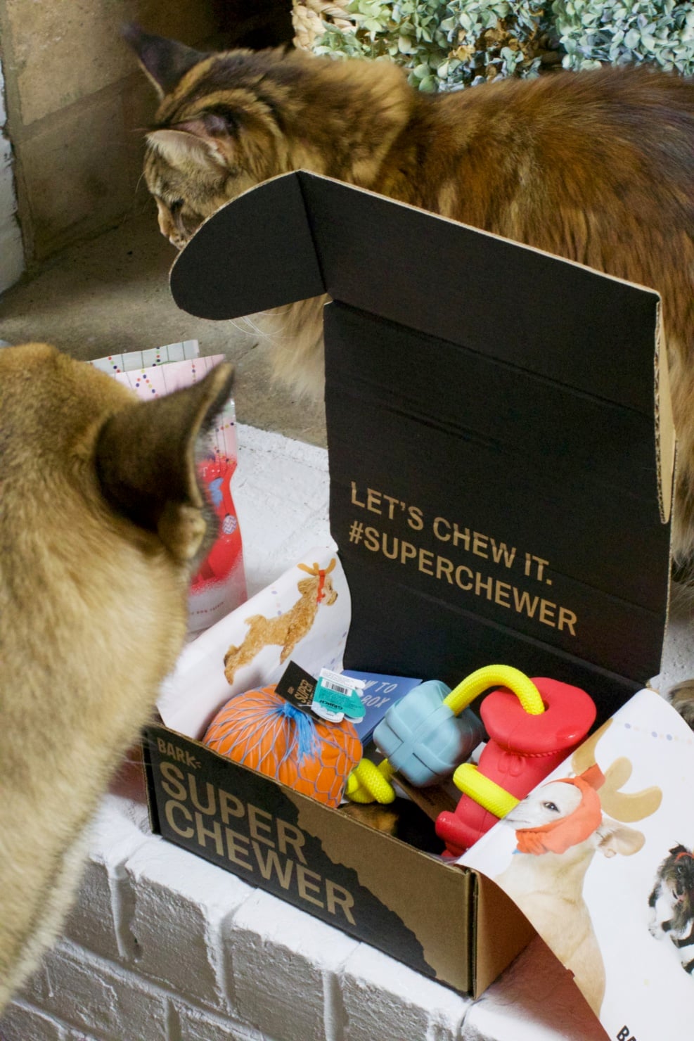 oscar from style at a certain age opens a super chewer barkbox