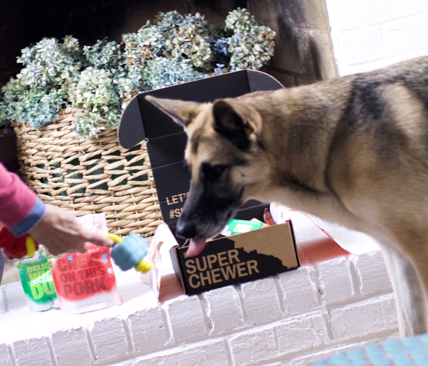 oscar from style at a certain age opens a super chewer barkbox
