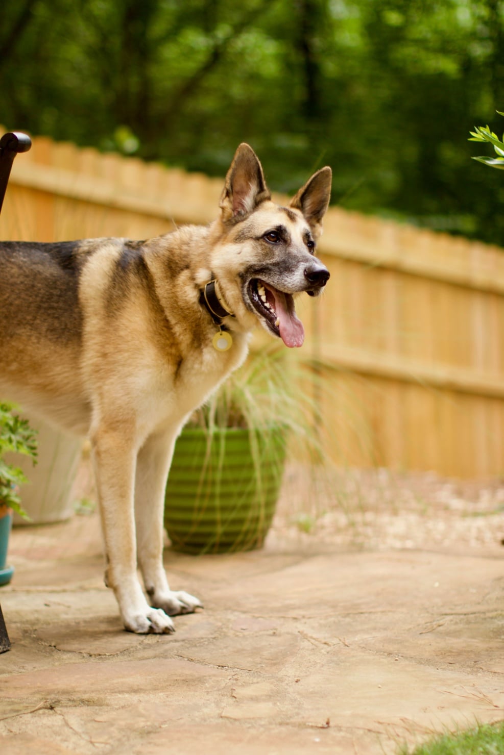 oscar the german shepherd