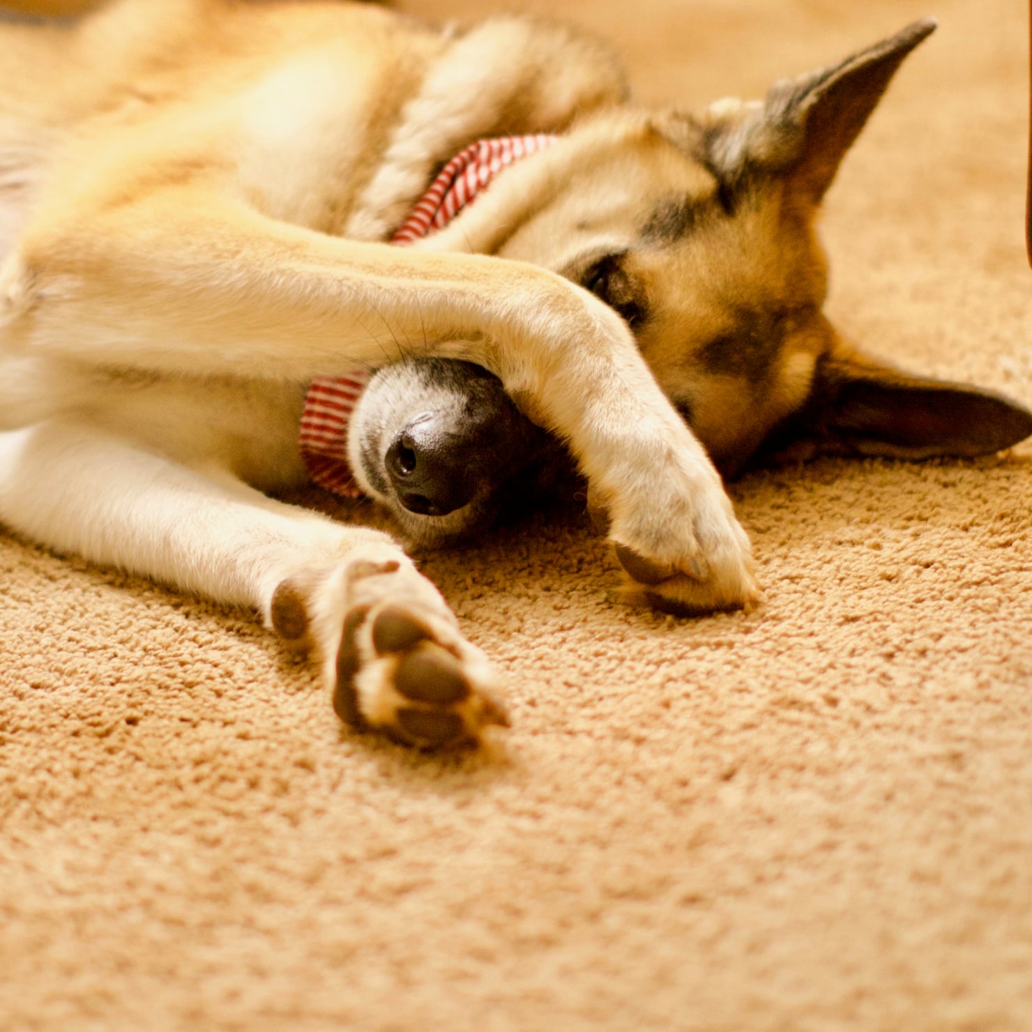 oscar the german shepherd