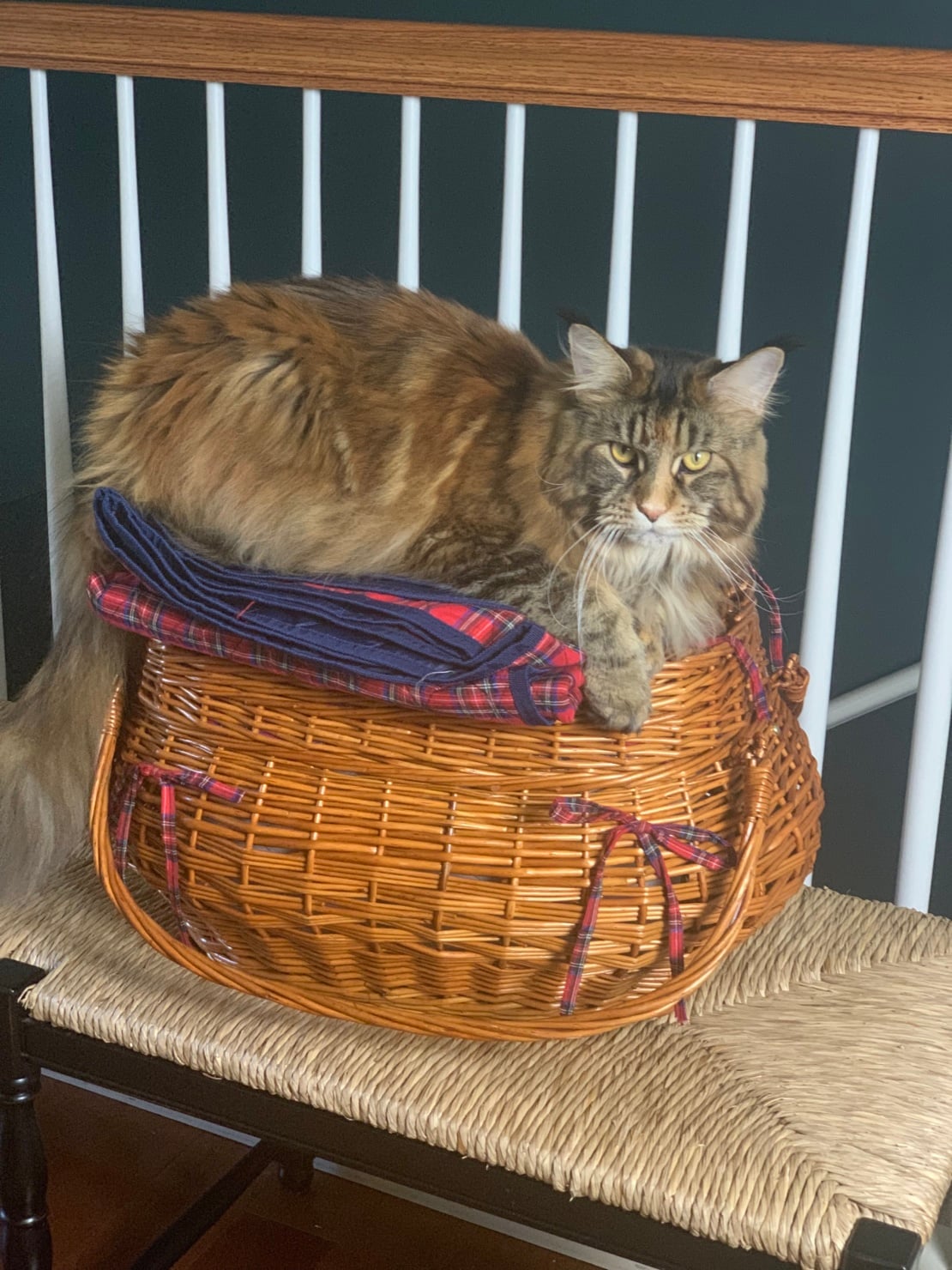 ollie maine coon cat
