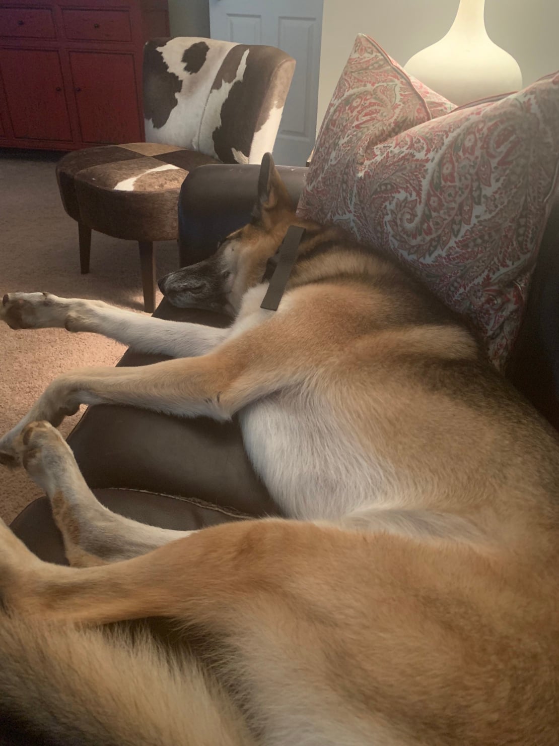 oscar german shepherd dog