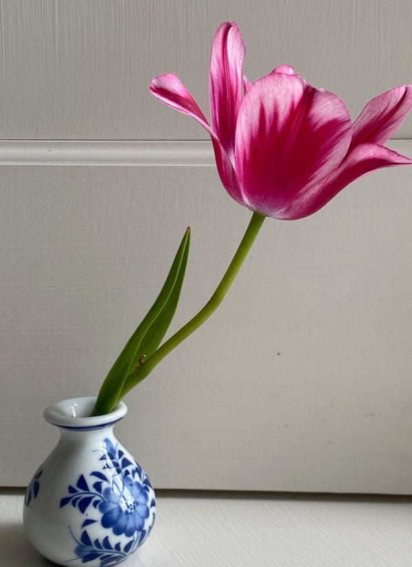 13-single-tulip-600x825