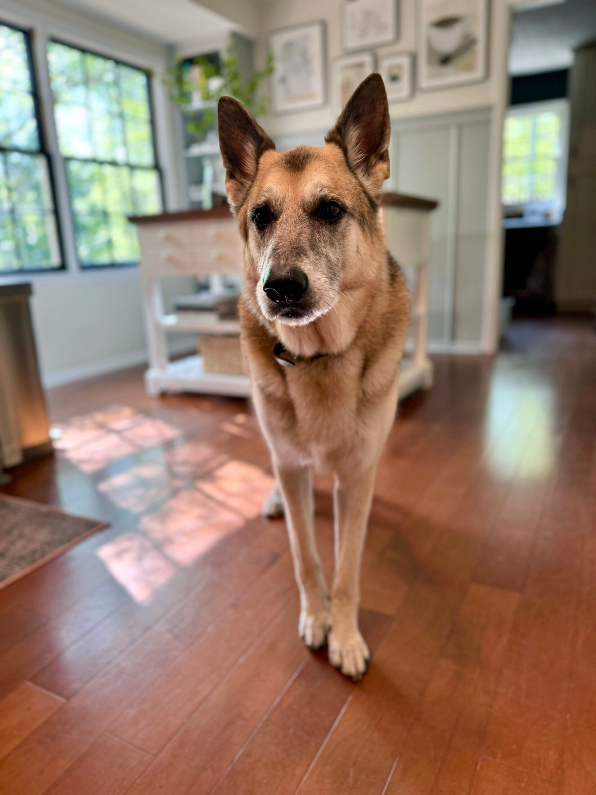 dog at home