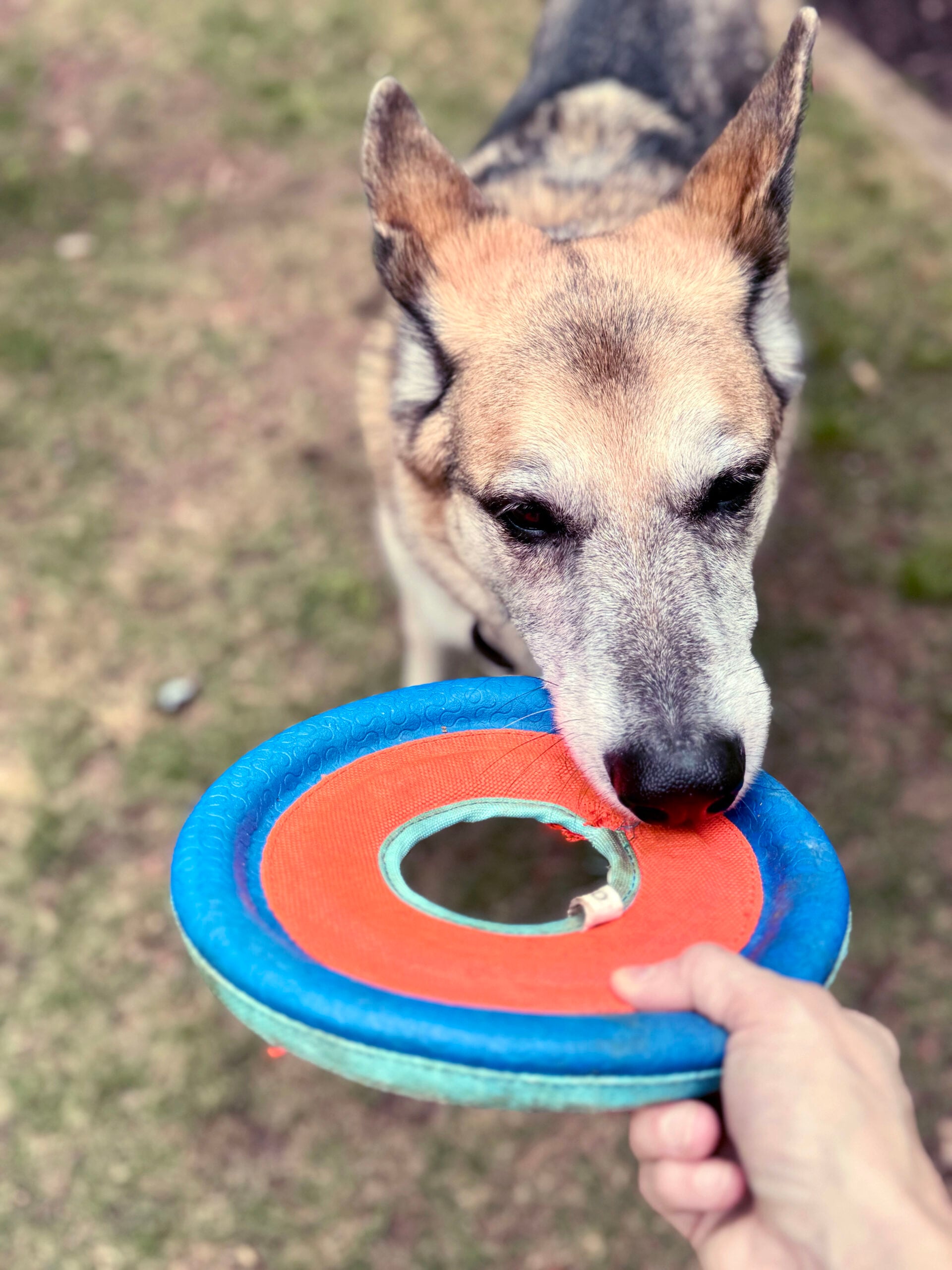 frisbee dog