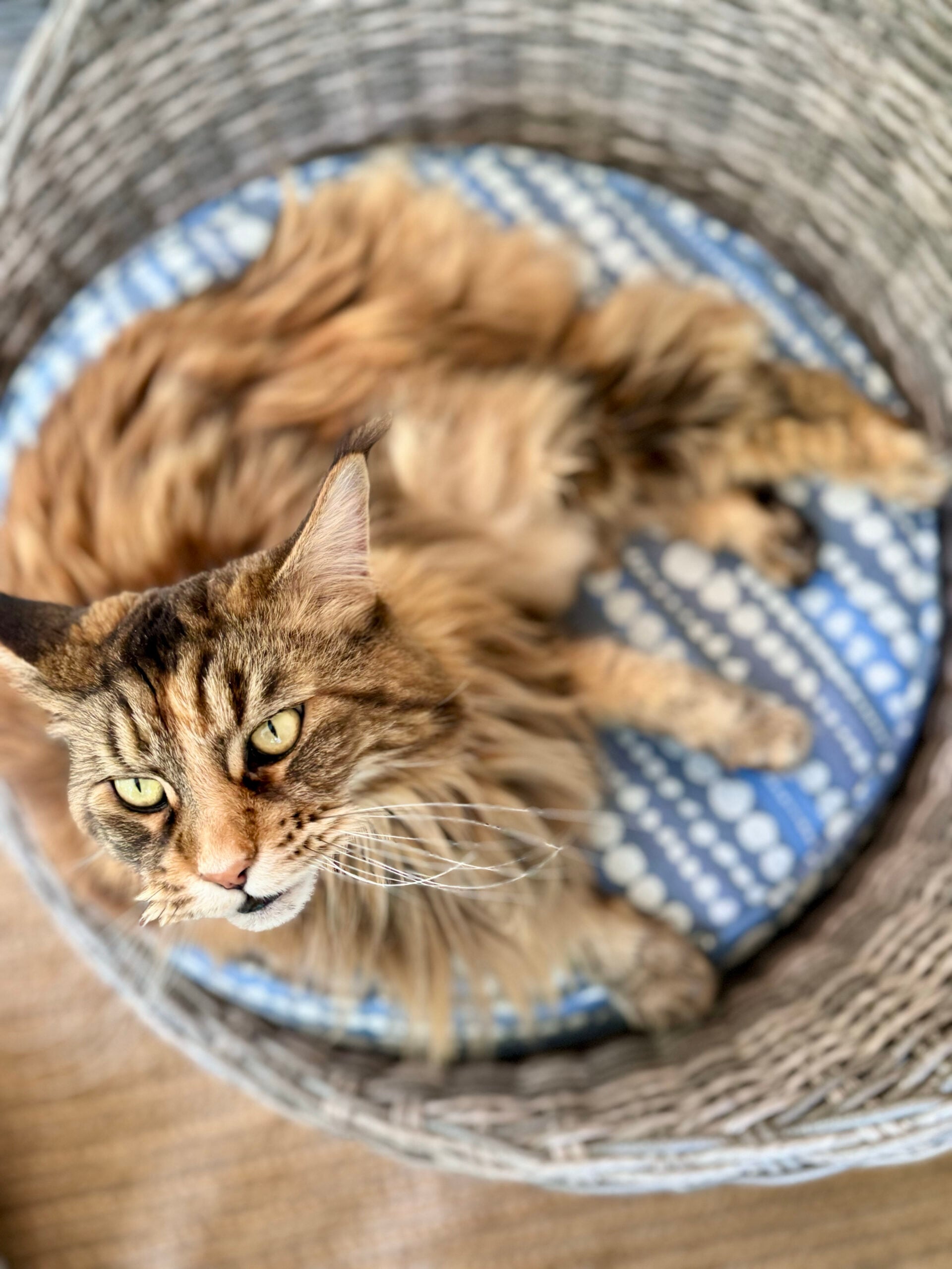 cat basket