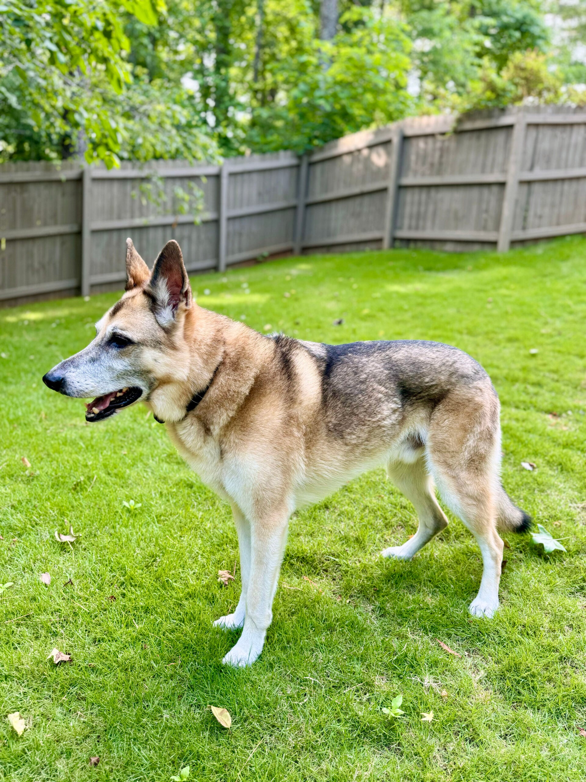 dog lawn