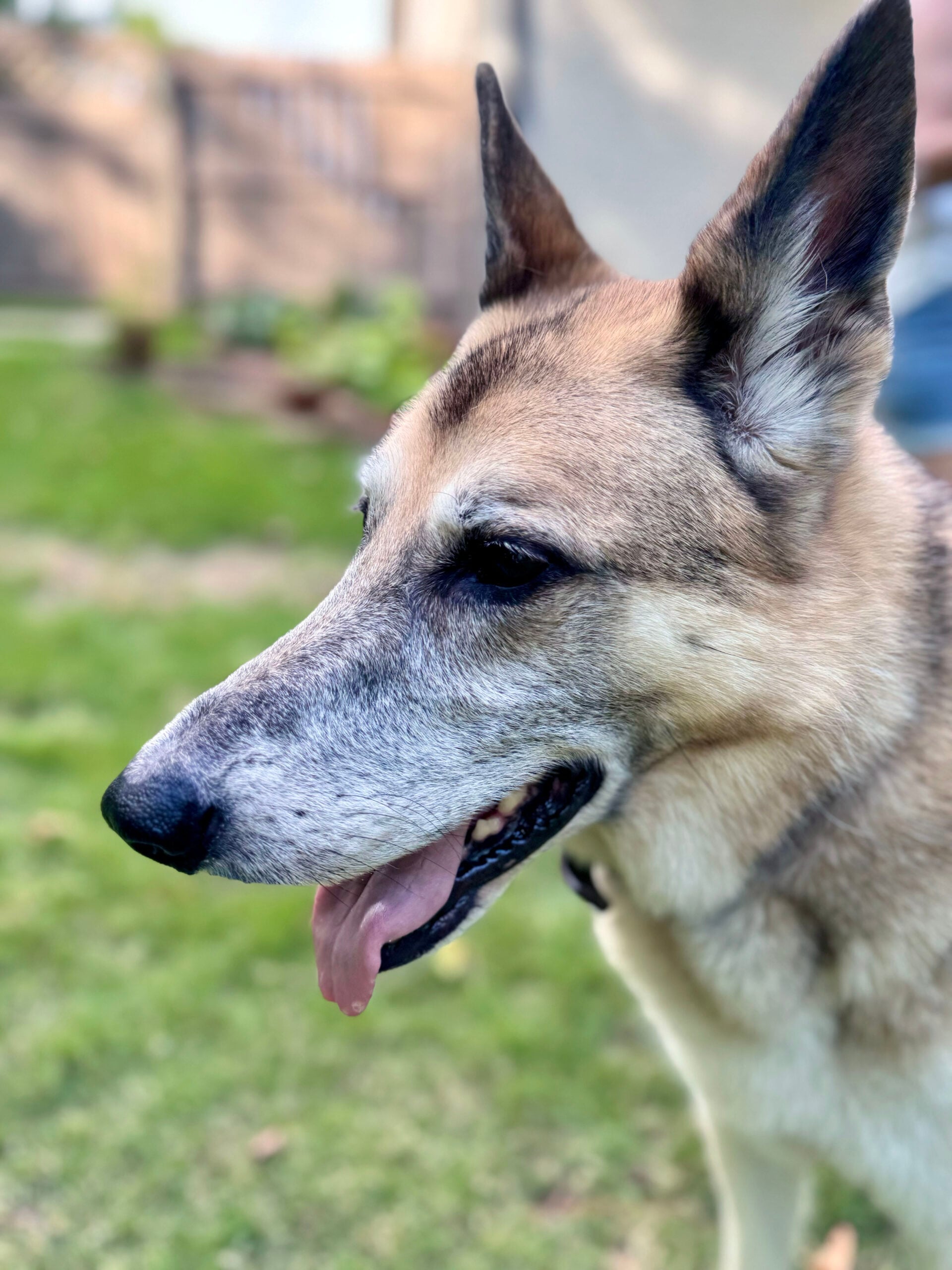 dog closeup