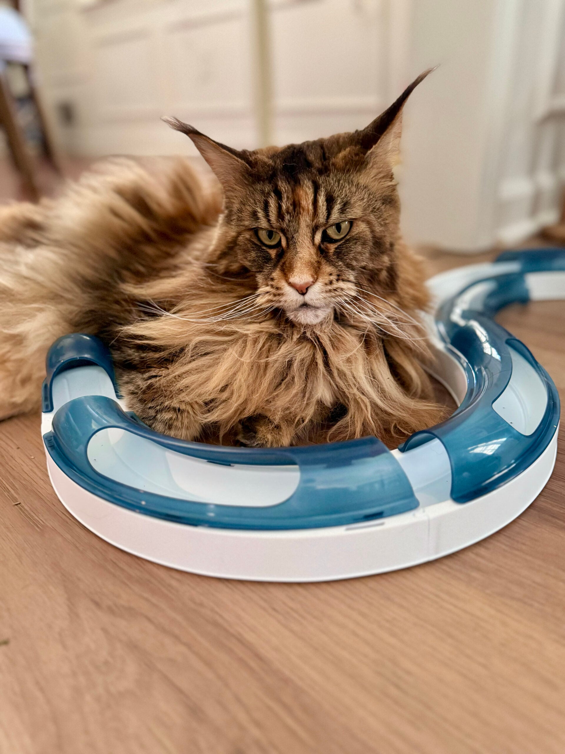 cat roller ball track toy