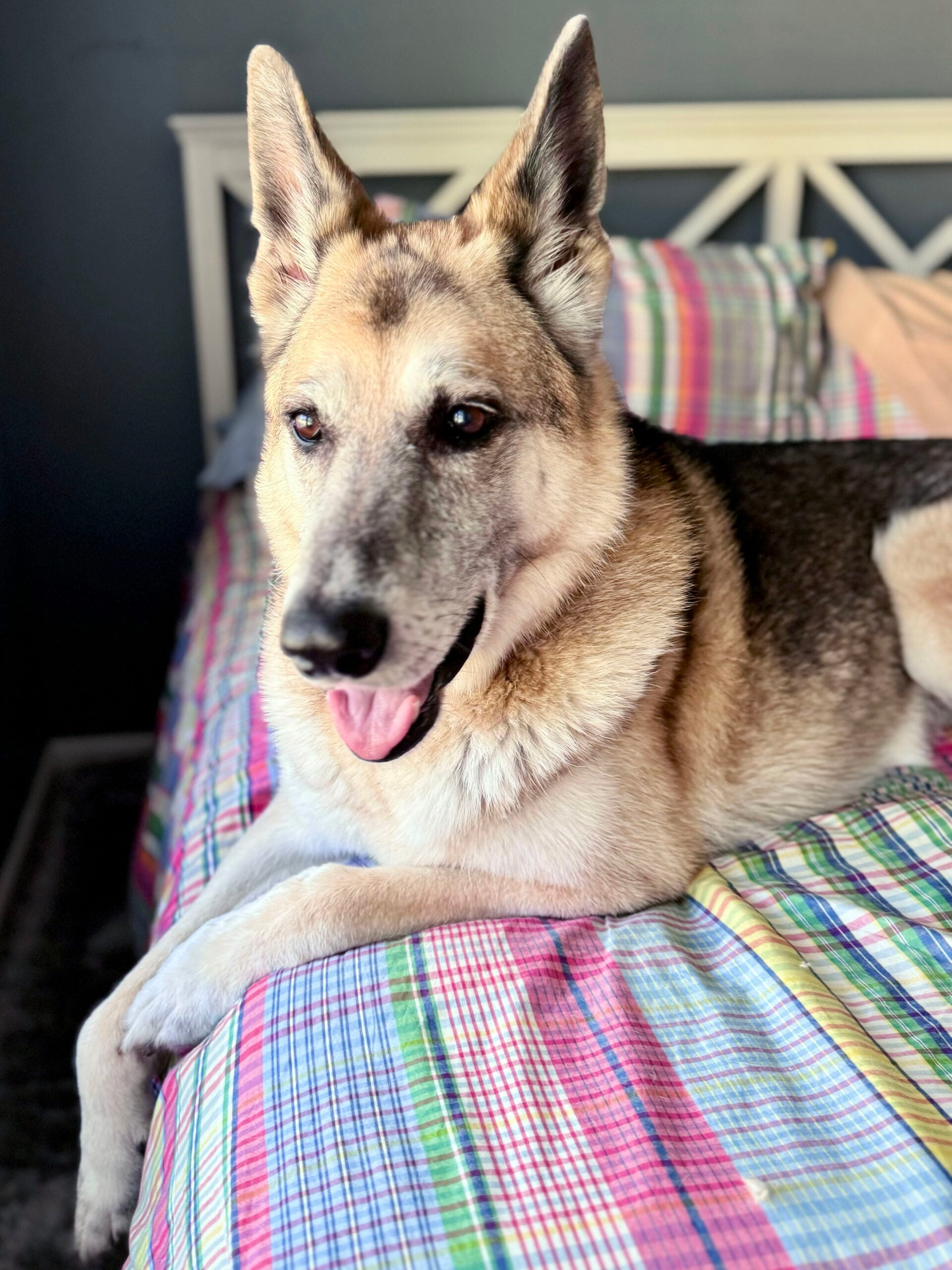 Oscar in the bedroom