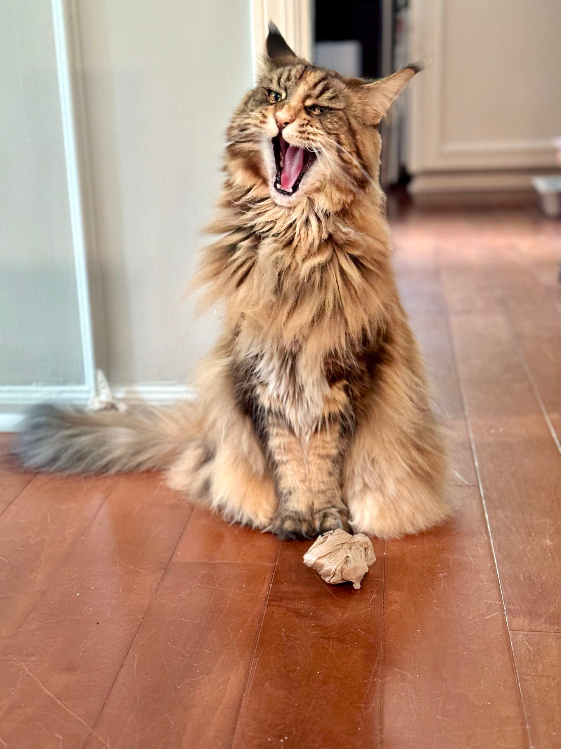 Ollie August