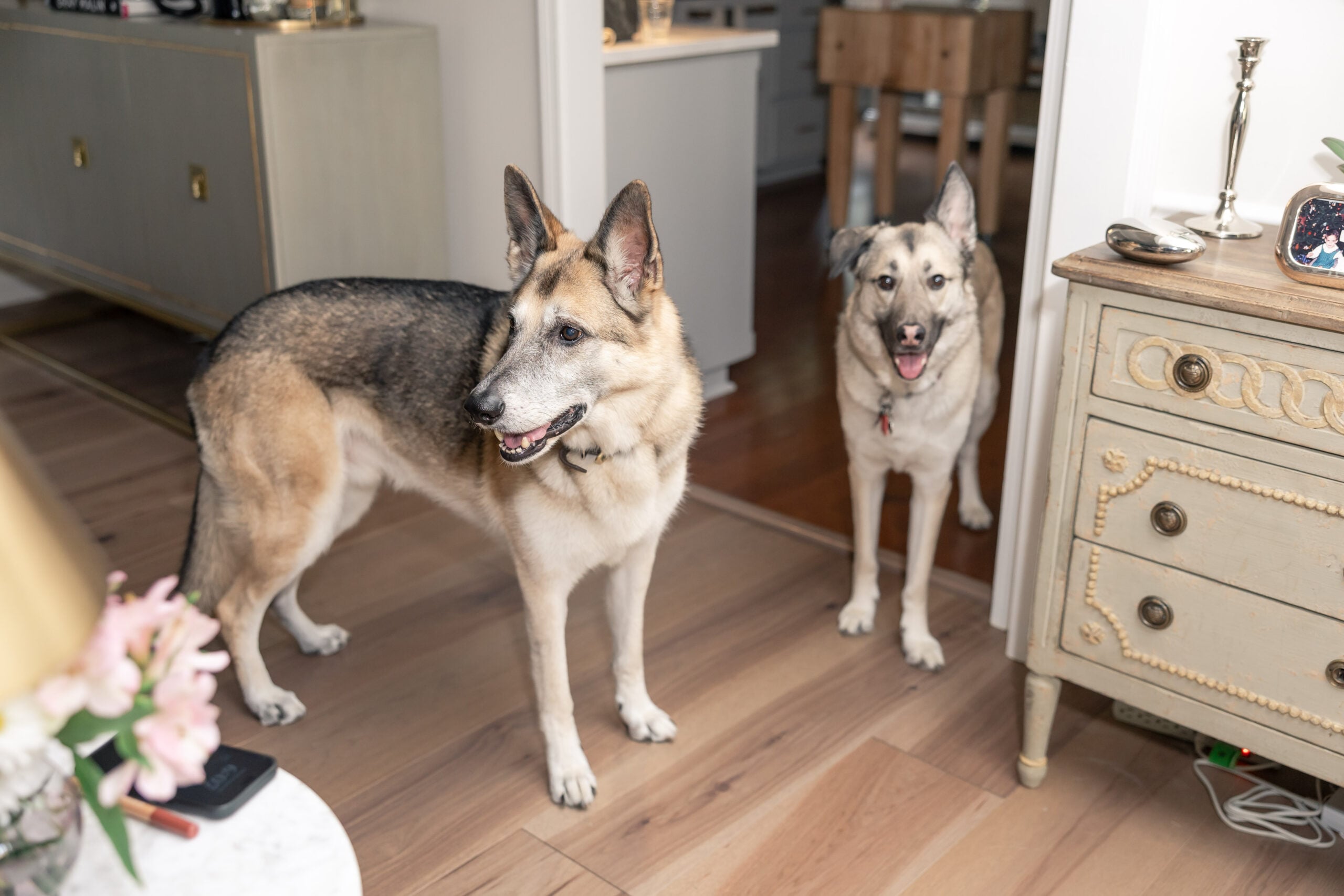 oscar and pax