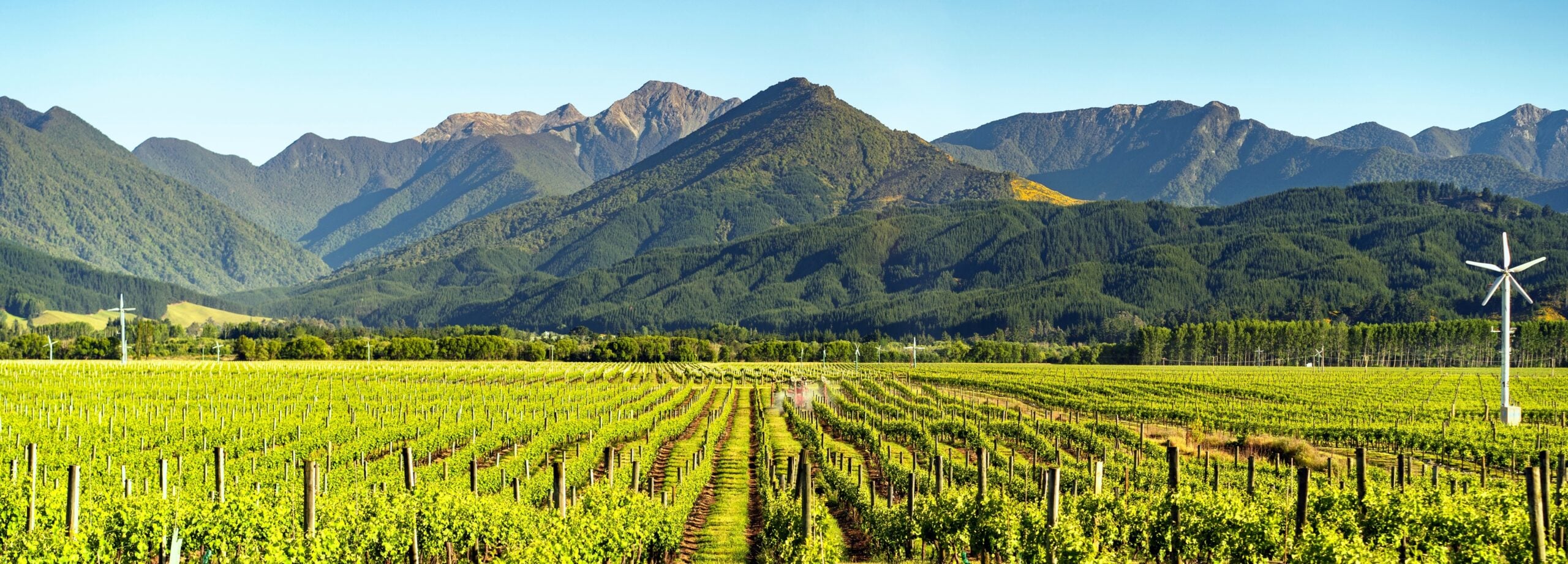 Vineyard,Splendor
