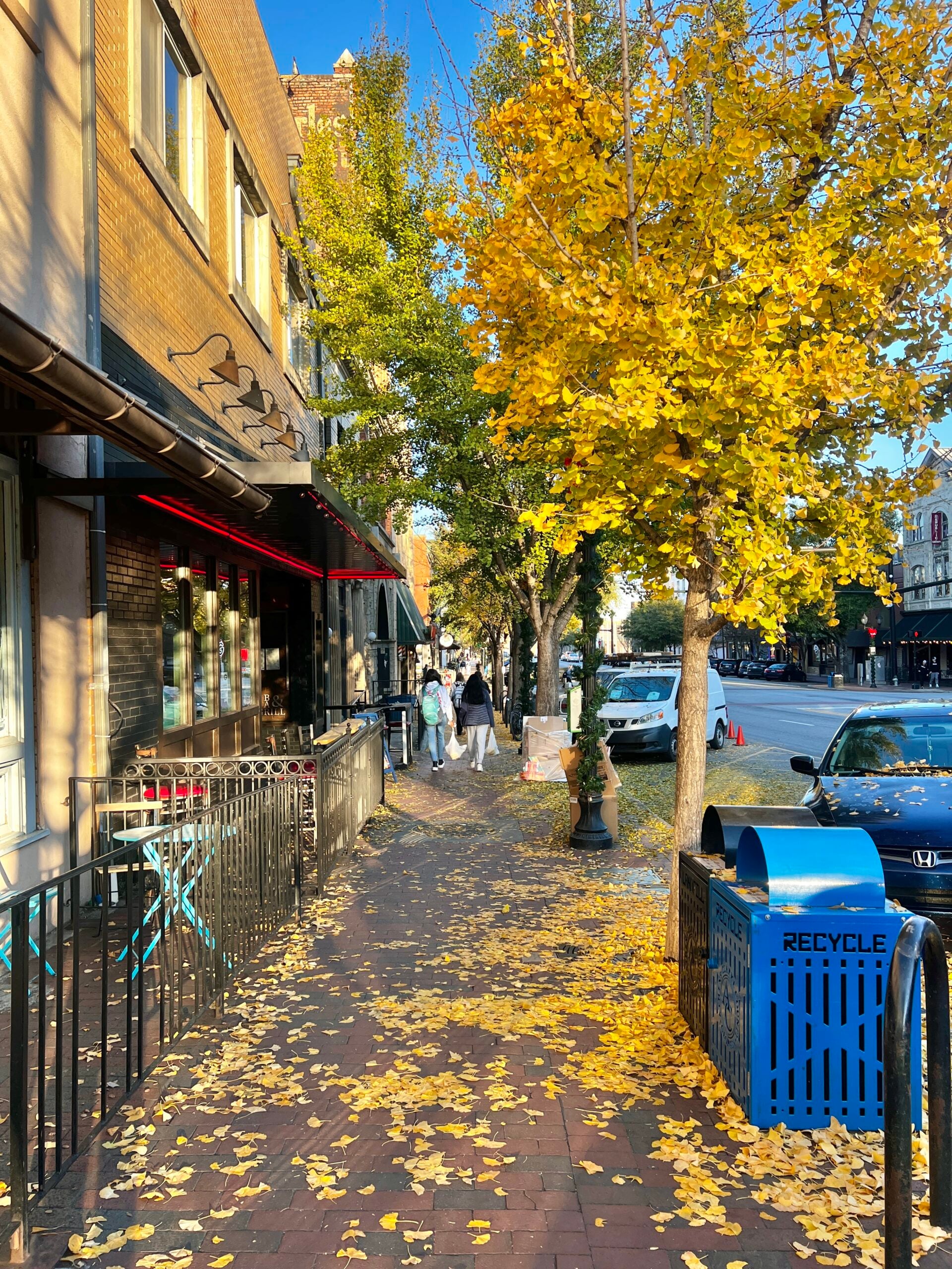 fall trees