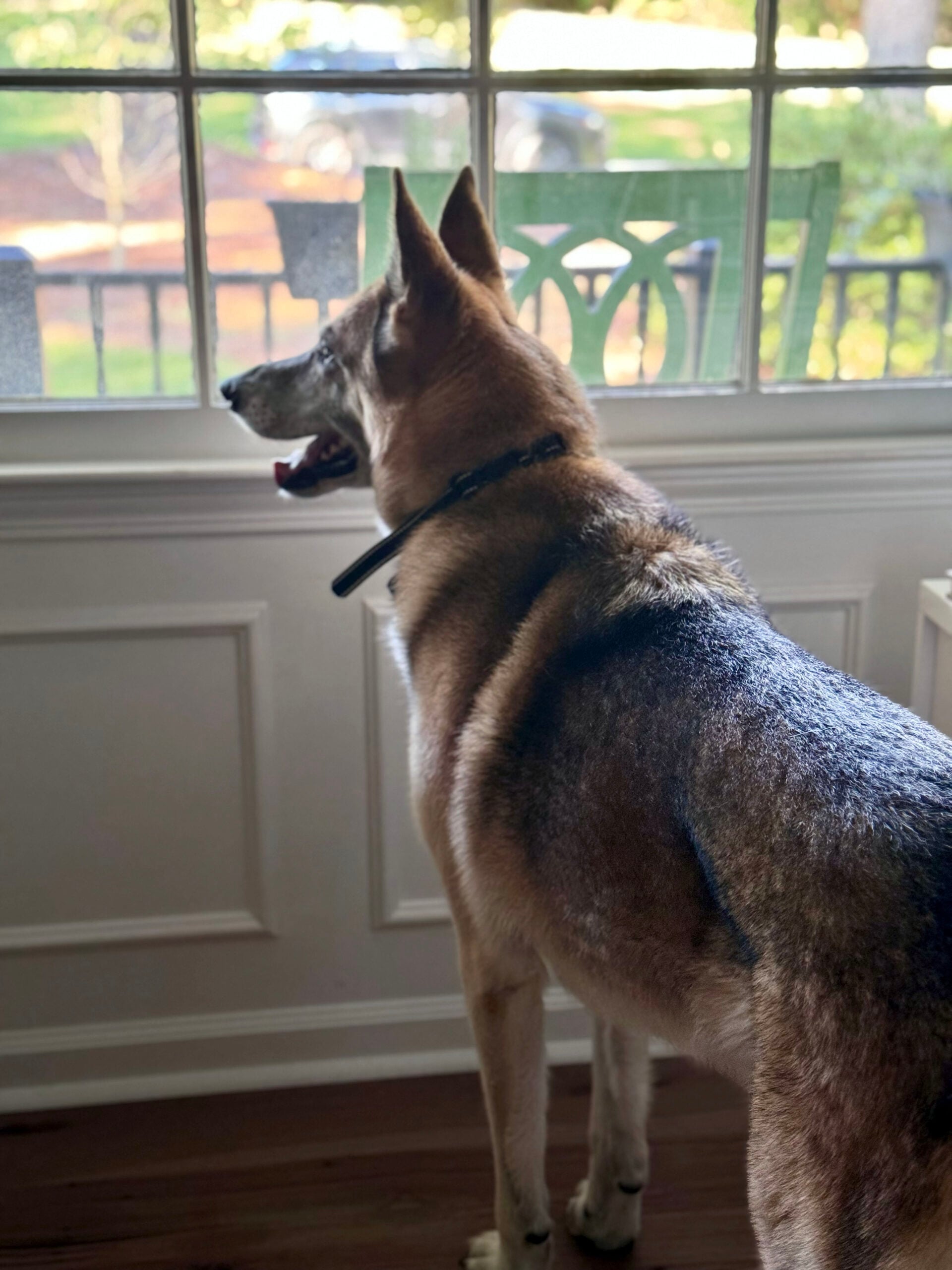 oscar looking out the window