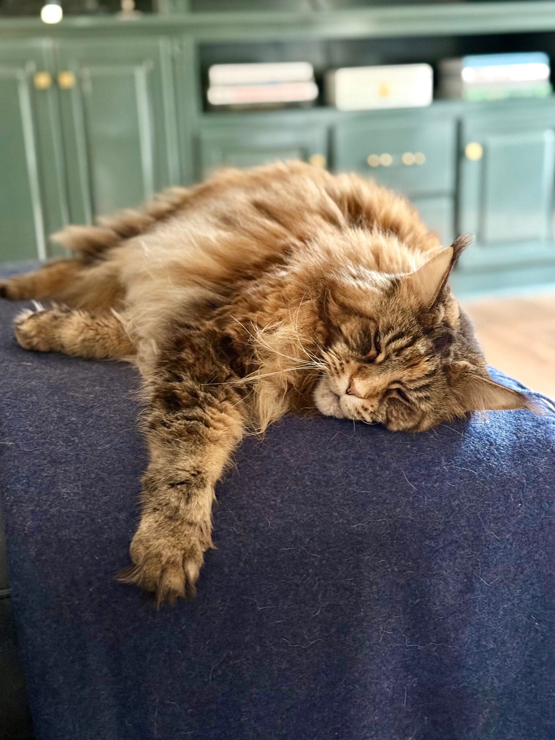 ollie sleeping