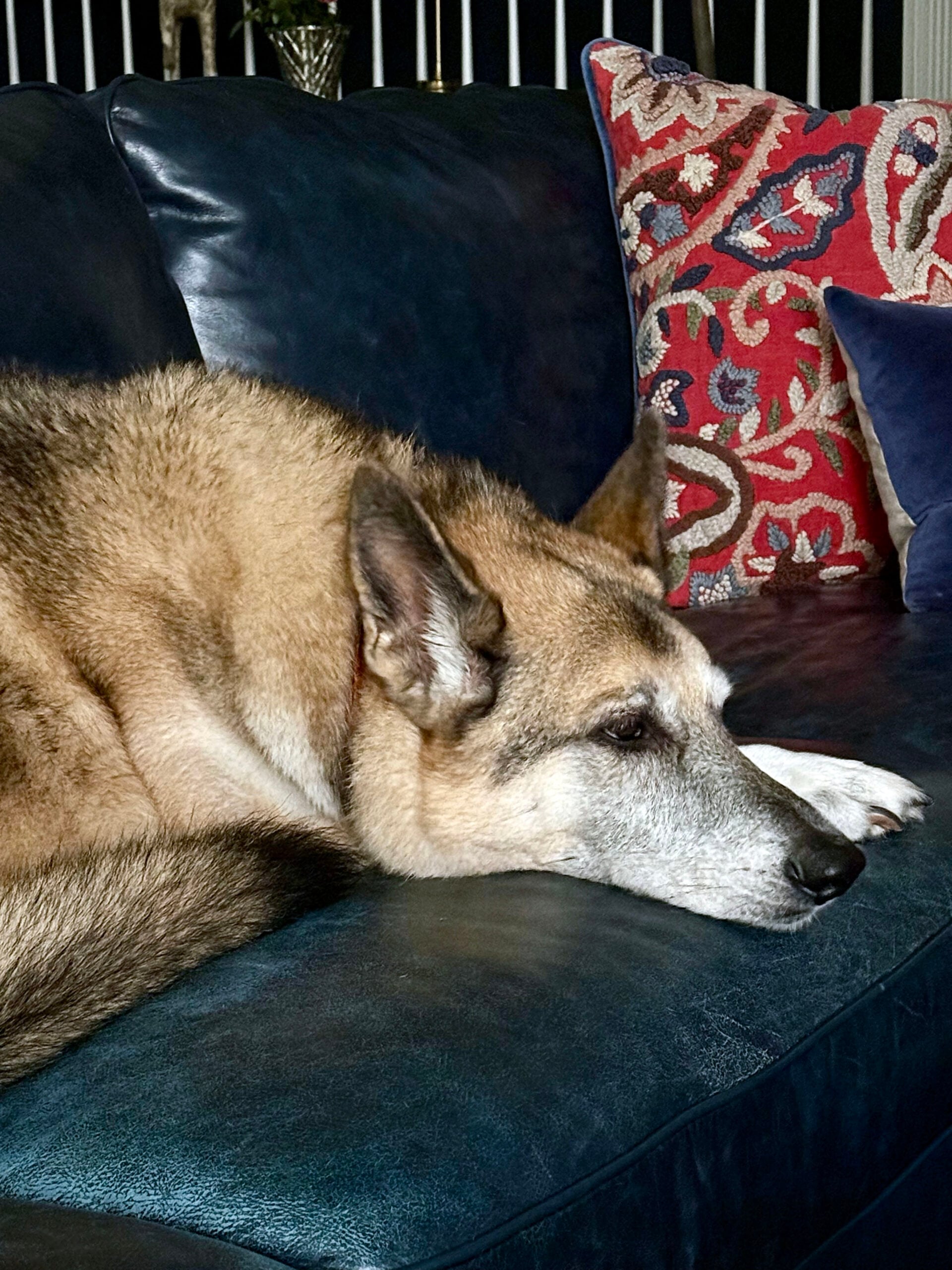 oscar fall cozy couch