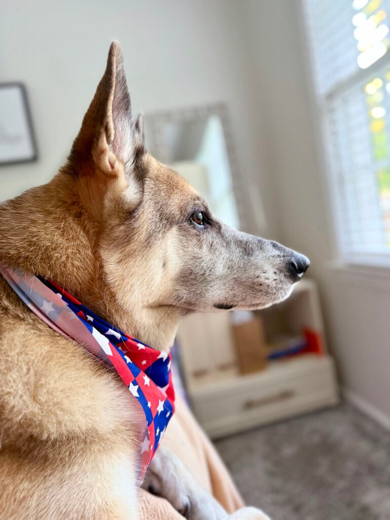 German Shepherd, Oscar