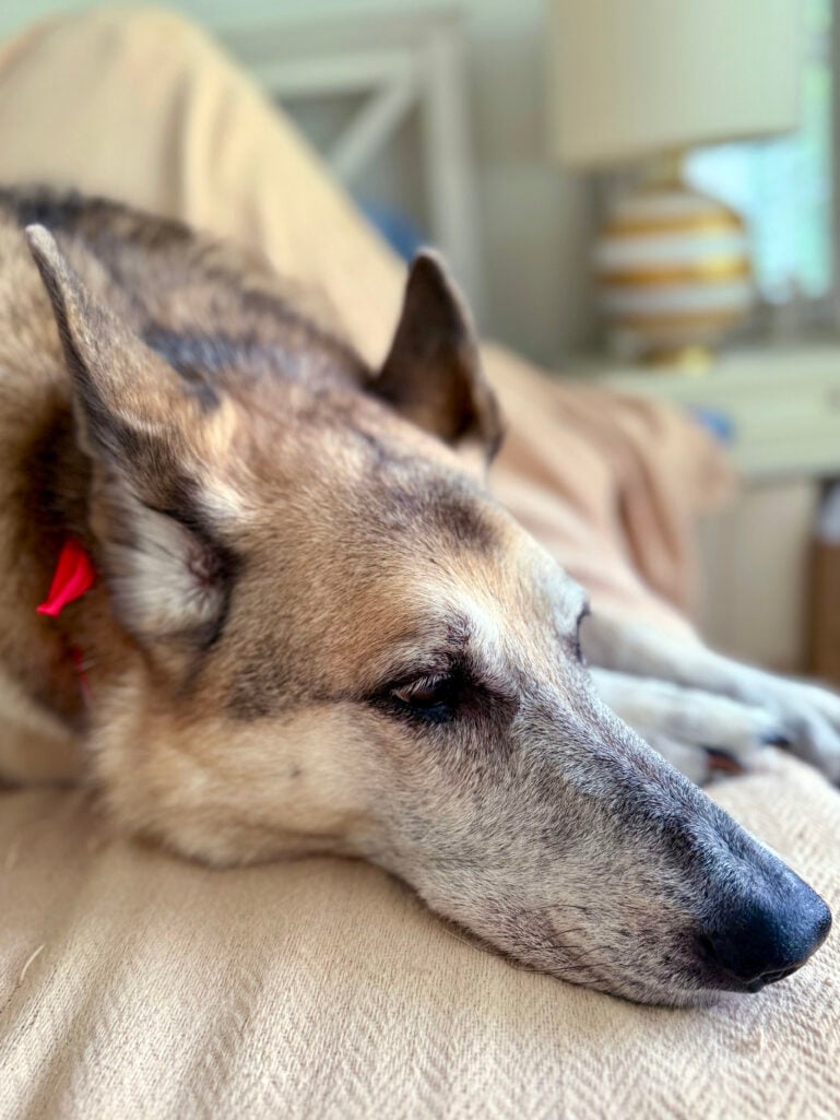 Oscar, the German Shepherd