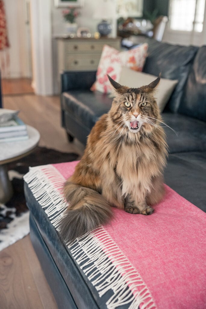 Ollie, the Maine Coon Cat
