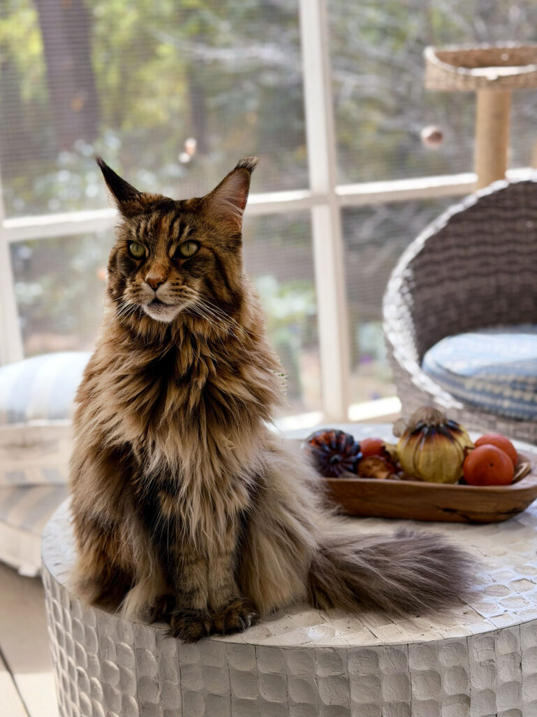 Ollie, the Maine Coon Cat