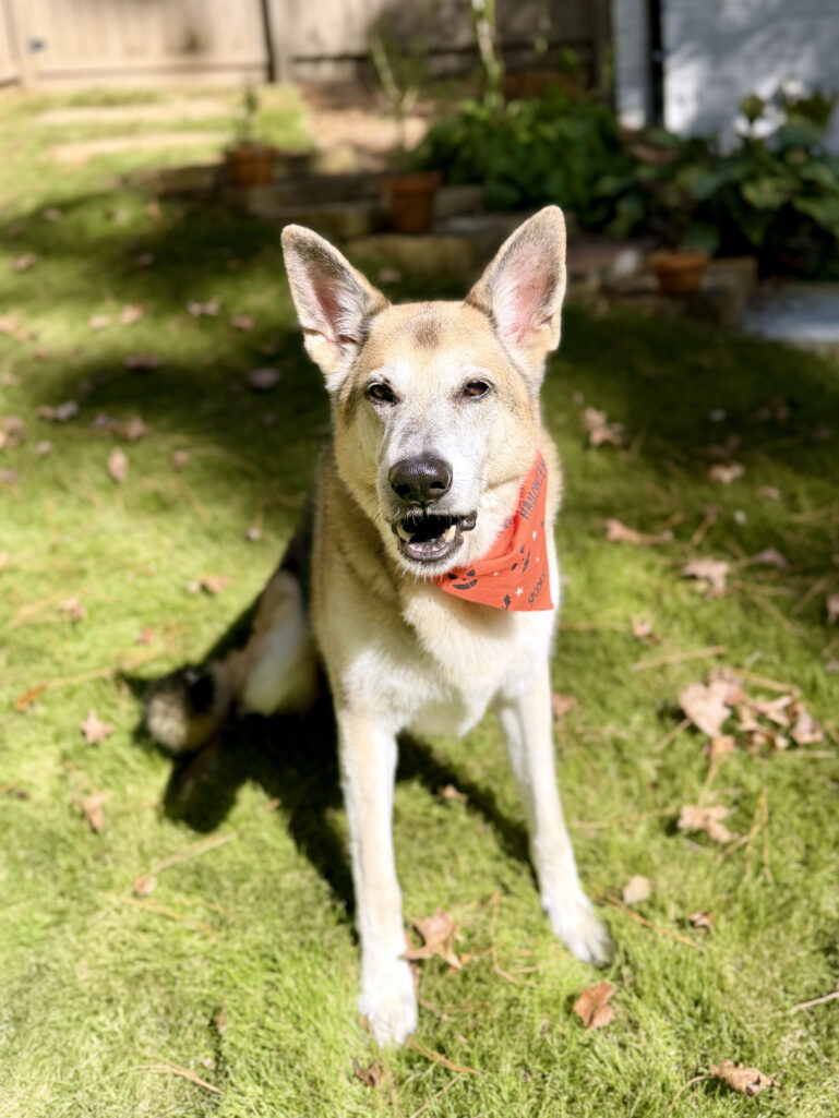 Oscar, the German Shepherd enjoying golden hour