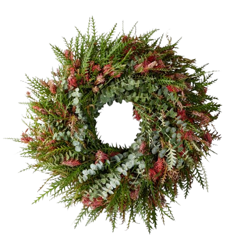Rejuvenation Live Grevillea & Baby Blue Eucalyptus Wreath featuring layered greenery with red-tipped grevillea stems and silvery eucalyptus sprigs in a full, natural circular arrangement.