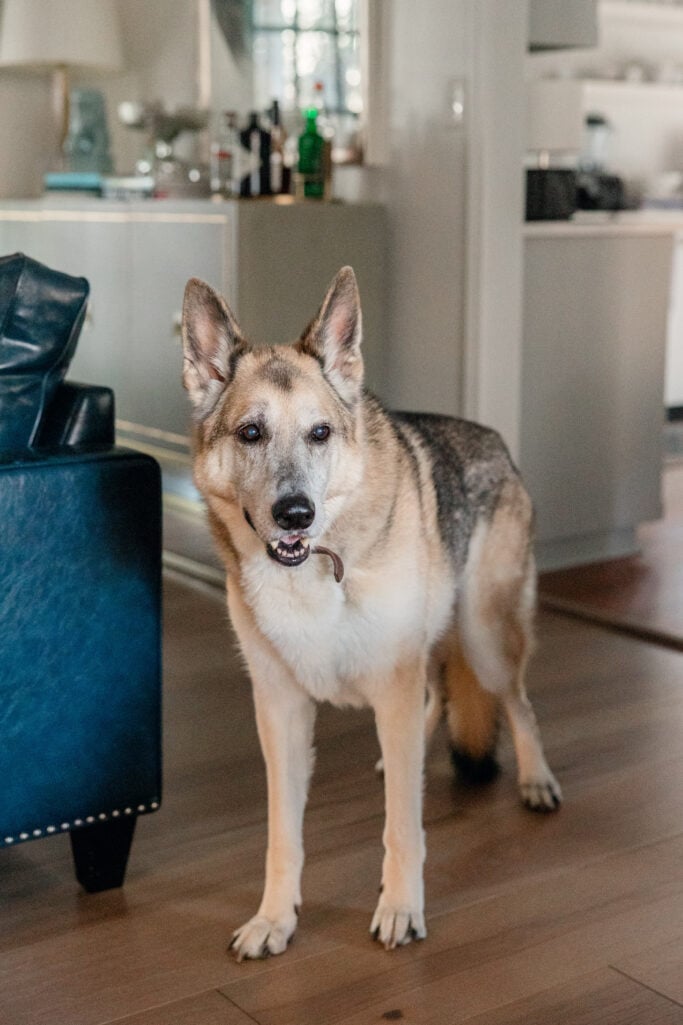 Oscar the German Shepherd standing alert in the living room, looking directly at the camera with his gentle, soulful expression