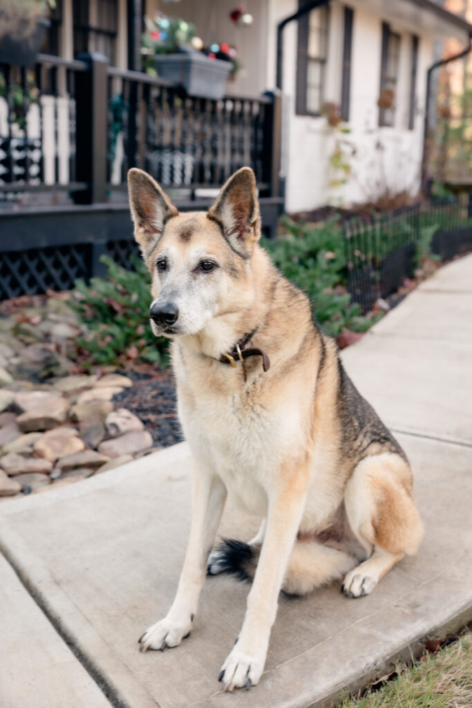 Oscar sitting on the curved walkway, looking thoughtfully to the side, the front porch and winter garden behind him