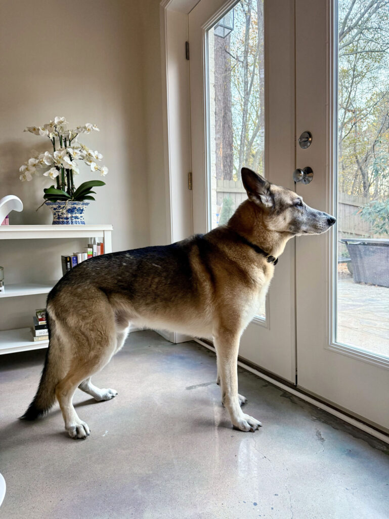 Oscar the German Shepherd standing alert by the glass back door, gazing out at the autumn backyard, a white orchid and bookshelf visible behind him