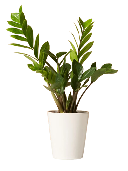 ZZ plant with glossy green leaves potted in a simple white ceramic planter against a warm neutral background.