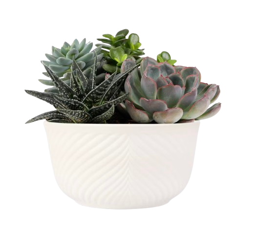ssorted green succulents arranged in a white ceramic planter with subtle carved texture, creating a fresh, minimalist tabletop accent.