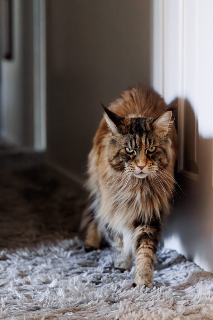 Ollie the fluffy Maine Coon cat walking purposefully toward the camera through a hallway, green eyes focused and fur catching the warm light