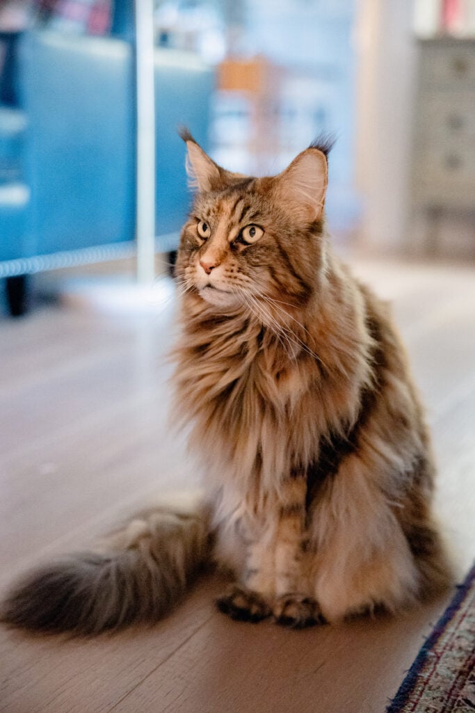 Ollie the Maine Coon sitting tall on the floor, looking directly at the camera with her luminous eyes, the teal built-in bookshelves softly blurred behind her