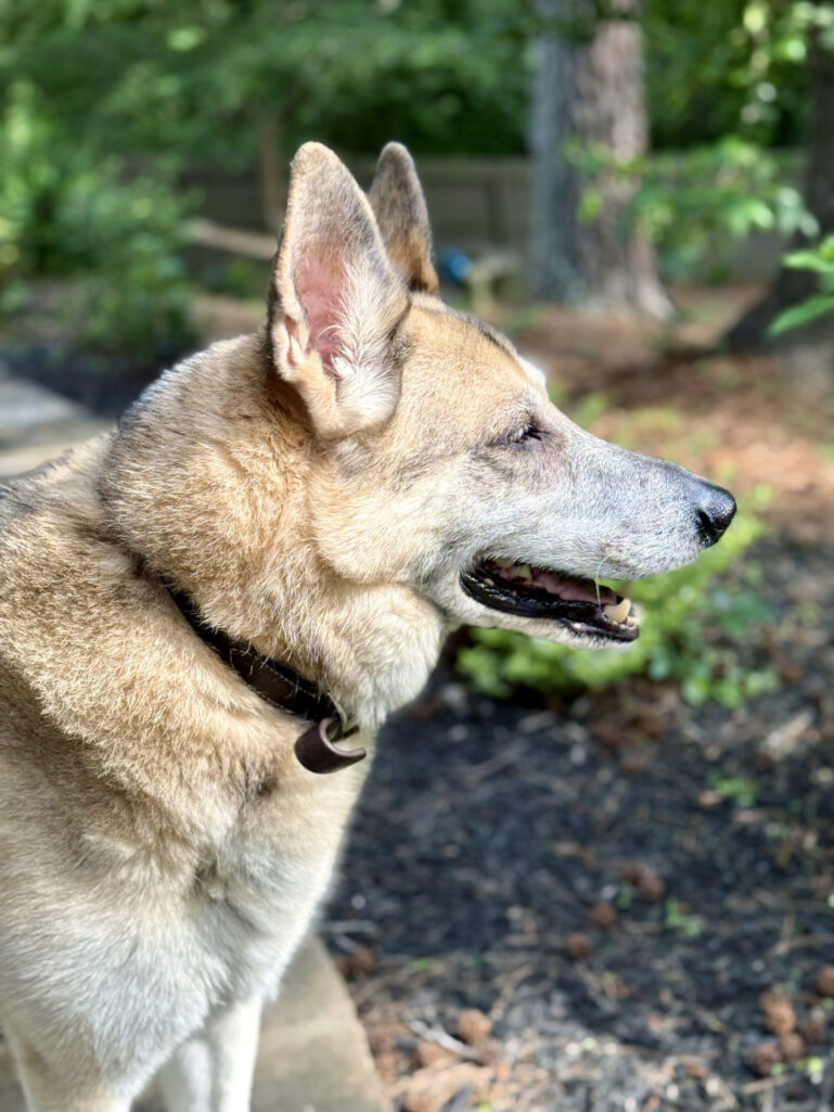 Profile of Oscar the German Shepherd outdoors in the garden, mouth slightly open and ears perked, soaking up the warm afternoon sun with lush greenery behind him