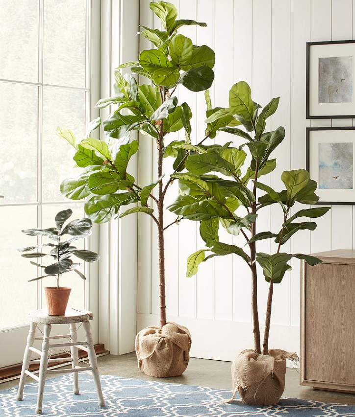 Two tall faux fiddle leaf fig trees with lush green leaves, styled in burlap-wrapped planters near a sunlit window in a neutral living space.