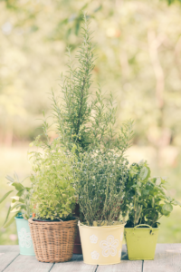 The Beginner Herb Garden That Fits on a Windowsill 🌿✨