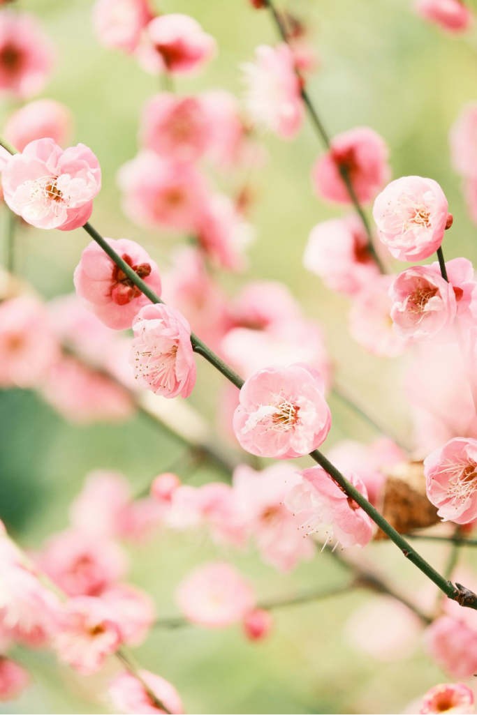 Soft-focus close-up of delicate pink spring blossoms on thin branches, with a blurred green background creating a light, airy garden feel.