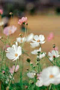 The Spring Reset: 7 Small Habits That’ll Change How You Feel This Season! 🌱✨
