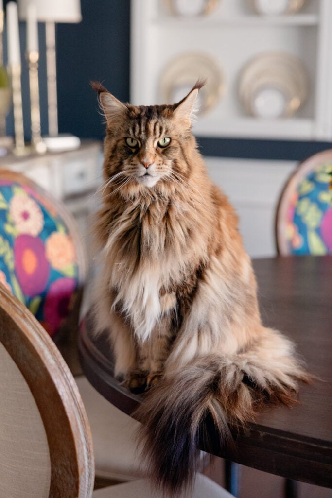 Ollie, a large fluffy Maine Coon cat with tabby markings and striking green eyes, sits on the dining room table with a long, sweeping tail, staring directly into the camera with regal indifference. Colorful floral dining chairs and a china cabinet are visible in the background.