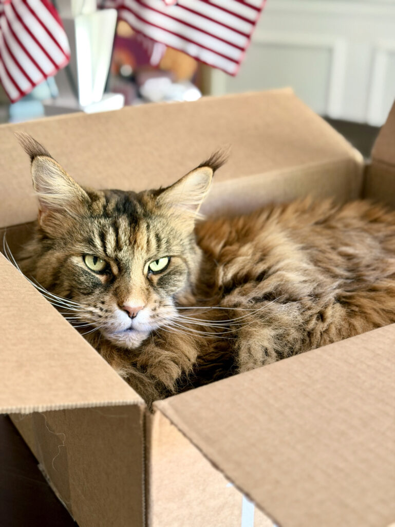 Ollie the fluffy Maine Coon cat curled up inside a cardboard box, peering at the camera with bright green eyes, with a small American flag display visible in the background.