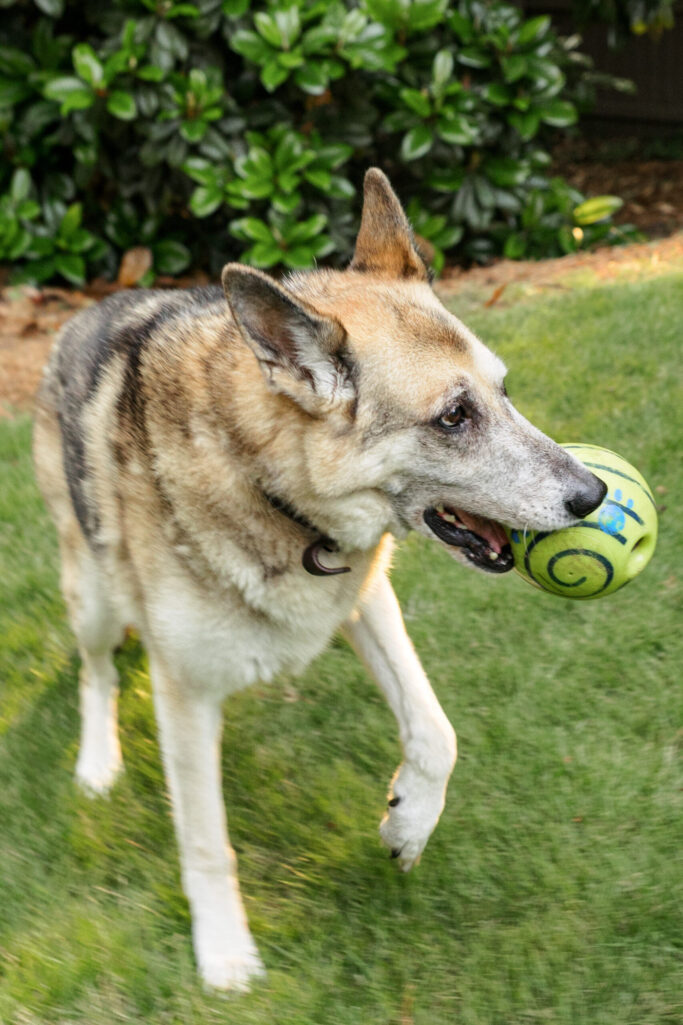 Oscar the German Shepherd standing in the green grass mid-stride, carrying a green ball with paw-print designs in his mouth, with leafy shrubs behind him.